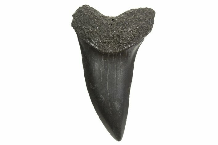 Fossil Broad-Toothed Mako Tooth - South Carolina #340986